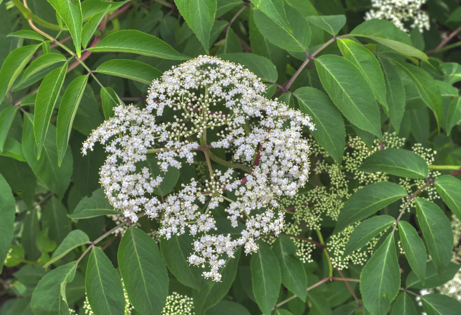 American Black Elderberry - Sambucus canadensis