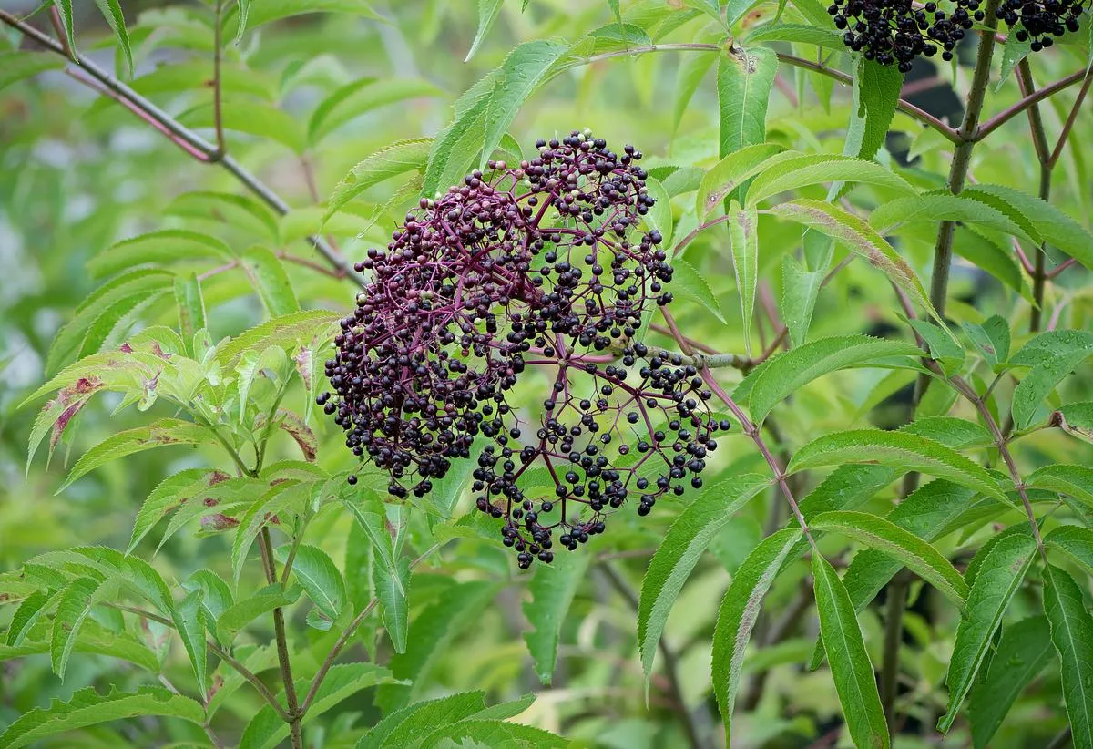 American Black Elderberry - Sambucus canadensis