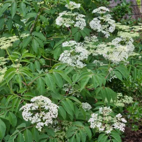 American Black Elderberry - Sambucus canadensis